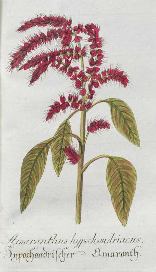 Illustration Amaranthus hypochondriacus, Par Plantarum indigenarum et exoticarum Icones ad vivum coloratae (1788-1794) ? vol. 5 (1792), via plantillustrations 