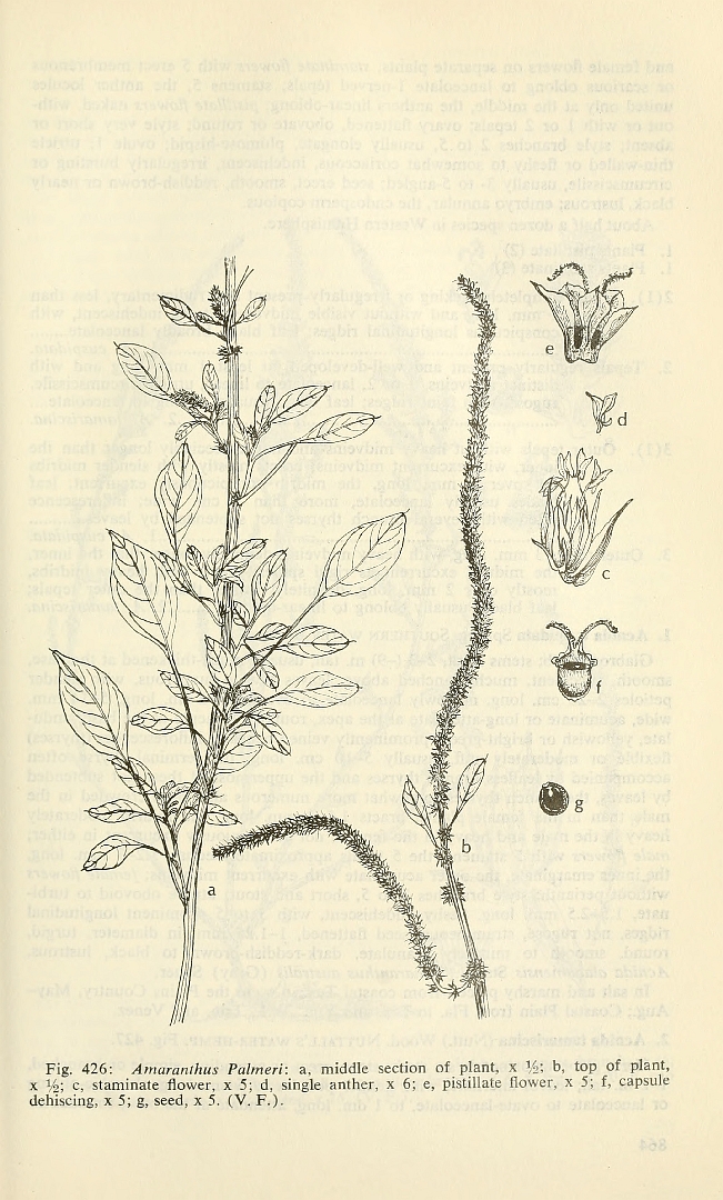 Illustration Amaranthus palmeri, Par Correll, D.S., Correll, H.B., Aquatic and wetland plants of southwestern United States (1972) Aquatic Wetl. Pl. SW U.S. (1972), via plantillustrations 