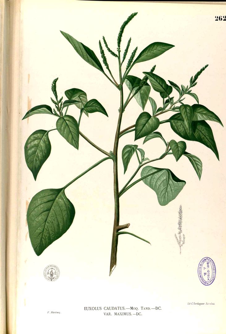 Illustration Amaranthus viridis, Par Blanco, M., Flora de Filipinas, ed. 3 (1877-1883) Fl. Filip., ed. 3, via plantillustrations 
