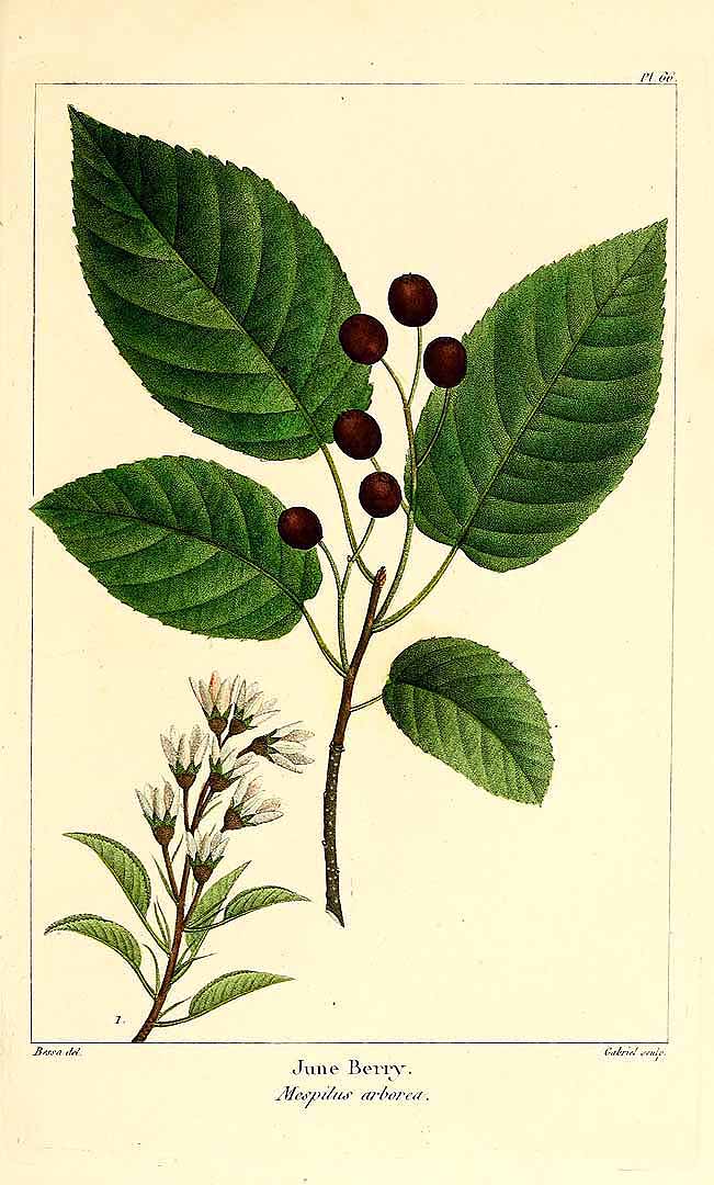 Illustration Amelanchier arborea, Par Michaux, F.A., North American sylva (1817-1819) N. Amer. Sylv. vol. 2 , via plantillustrations 