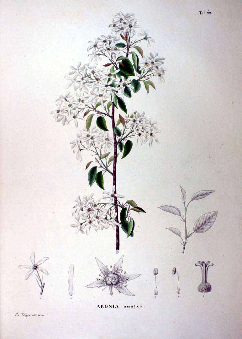 Illustration Amelanchier asiatica, Par Siebold, P.F. von, Zuccarini, J.G., Flora Japonica (1842-1870) Fl. Jap., via plantillustrations 