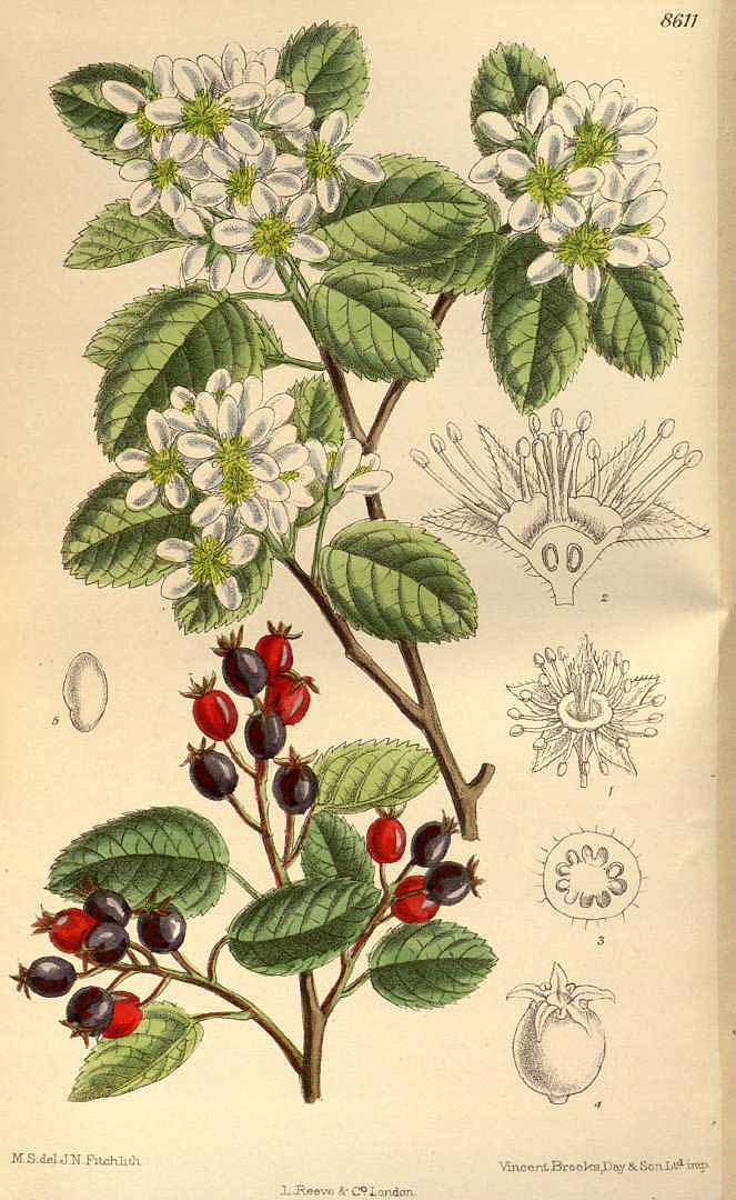 Illustration Amelanchier alnifolia, Par Curtis, W., Botanical Magazine (1800-1948) Bot. Mag. vol. 141 (1915), via plantillustrations 
