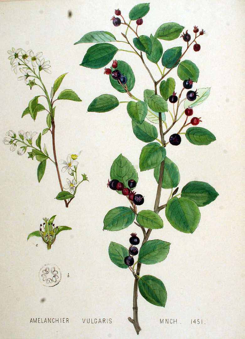 Illustration Amelanchier ovalis, Par Kops, J., Flora Batava (1800-1934) Fl. Bat. vol. 19 (1895), via plantillustrations 