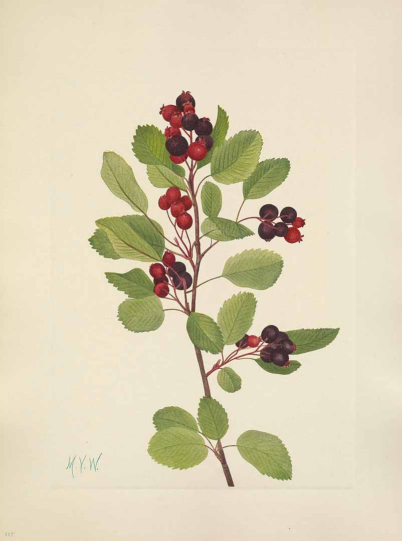 Illustration Amelanchier sanguinea, Par Walcott, M.V., North American wild flowers (1925-1927) N. Amer. Wild Fl. vol. 2 , via plantillustrations 