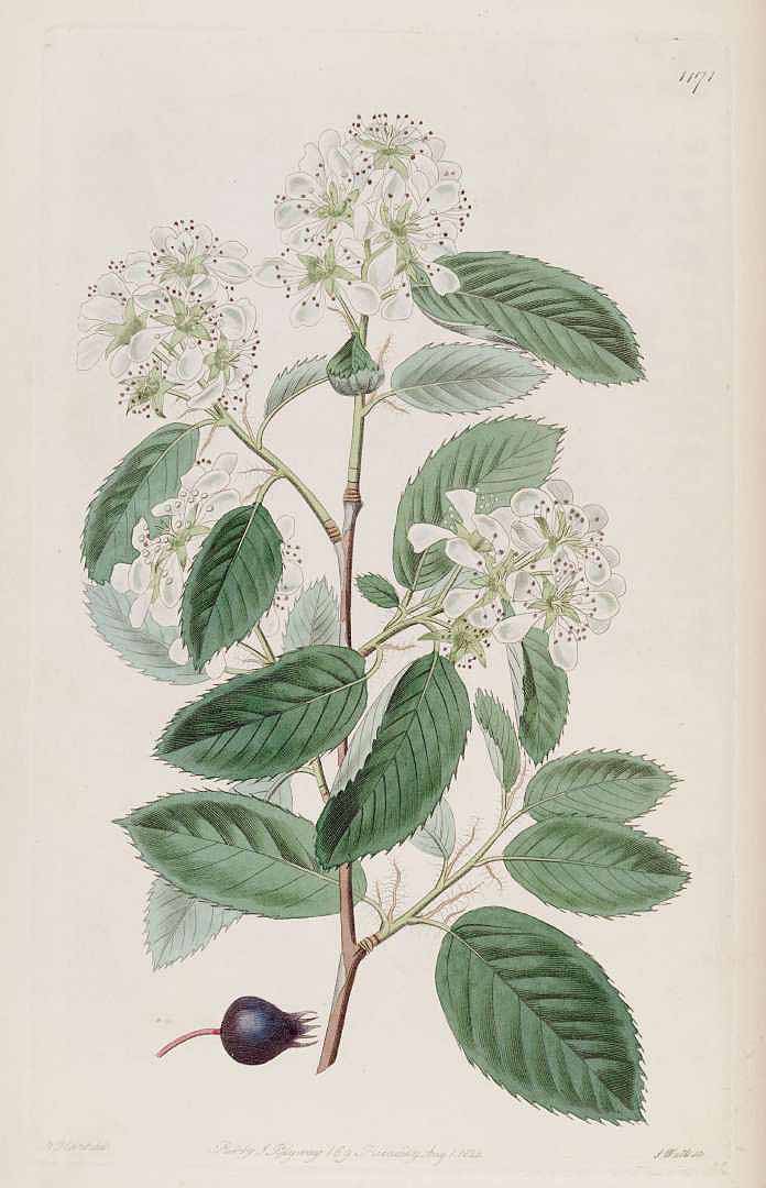 Illustration Amelanchier sanguinea, Par Edwards, S.T., Botanical Register (1815-1828) Bot. Reg. vol. 14 (1828), via plantillustrations 