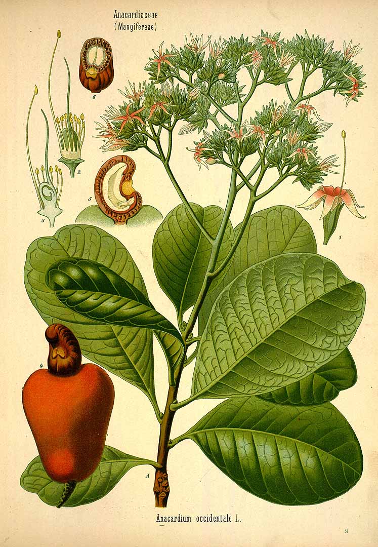 Illustration Anacardium occidentale, Par Ko&#776;hler, F.E., Ko&#776;hler?s Medizinal Pflanzen (1883-1914) Med.-Pfl. vol. 3 (1898), via plantillustrations 