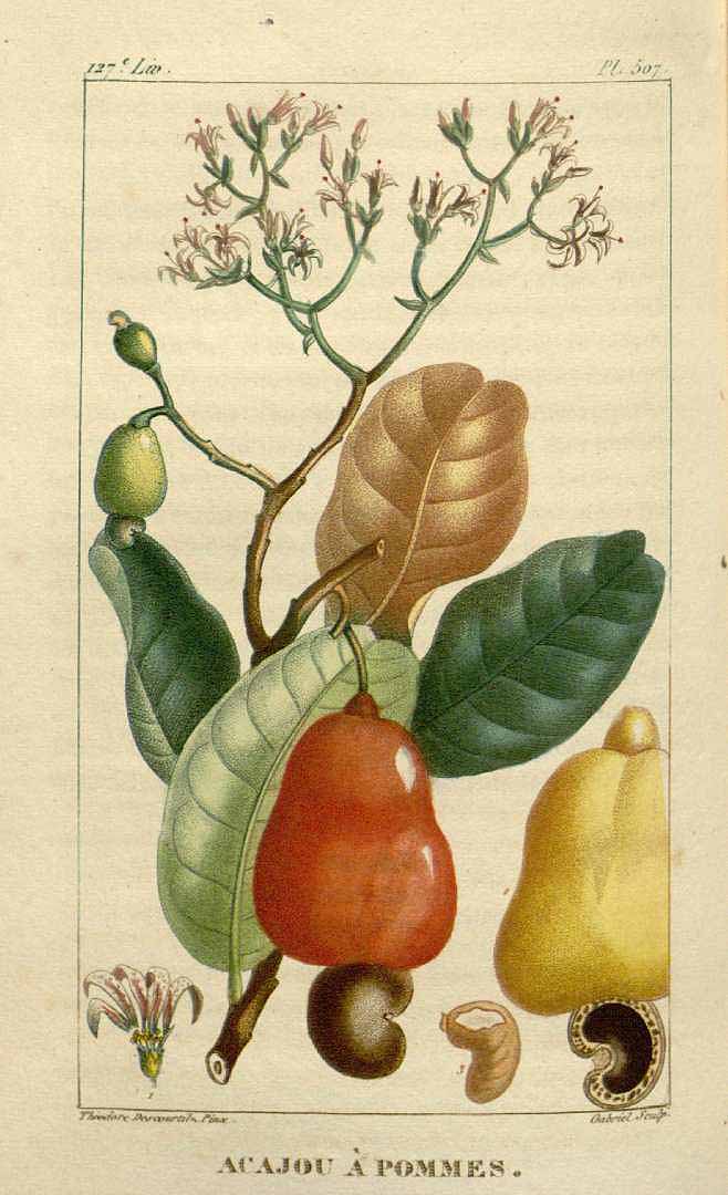 Illustration Anacardium occidentale, Par Descourtilz, M.E., Flore [pittoresque et] médicale des Antilles (1821-1829) Fl. Méd. Antilles vol. 7 (1829), via plantillustrations 