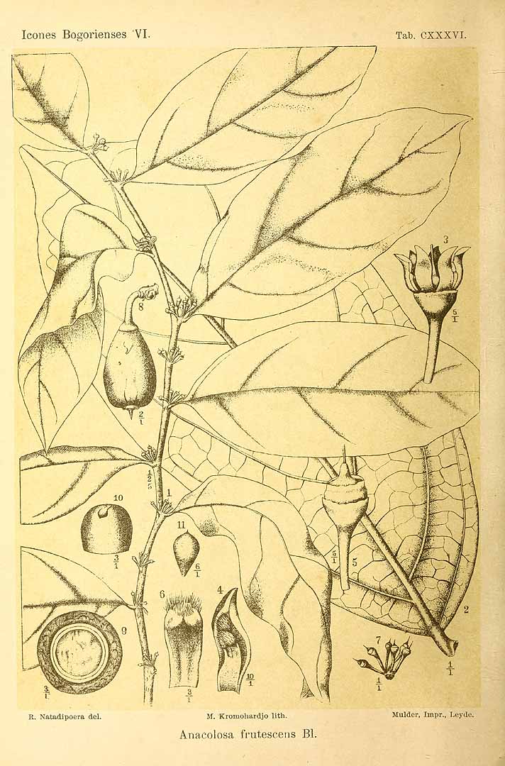 Illustration Anacolosa frutescens, Par Koorders, S.H., Valeton, T., Icones Bogoriensis (1897-1914) Icon. Bogor. vol. 2 , via plantillustrations 