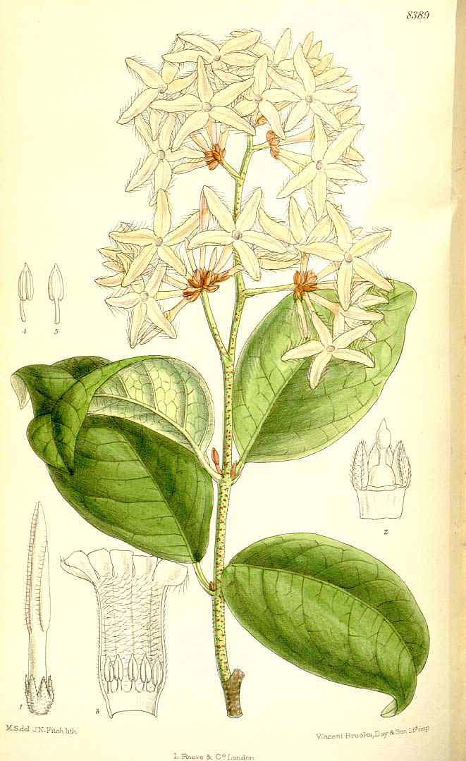 Illustration Ancylobothrys petersiana, Par Curtis, W., Botanical Magazine (1800-1948) Bot. Mag. vol. 137 (1911), via plantillustrations 