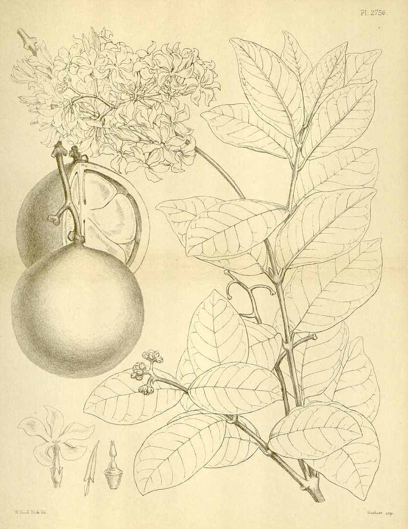 Illustration Ancylobothrys petersiana, Par Hooker, W.J., Hooker, J.D., Icones Plantarum [Hooker?s Icones plantarum] (1837-1922) Icon. Pl. vol. 28 (1905), via plantillustrations 