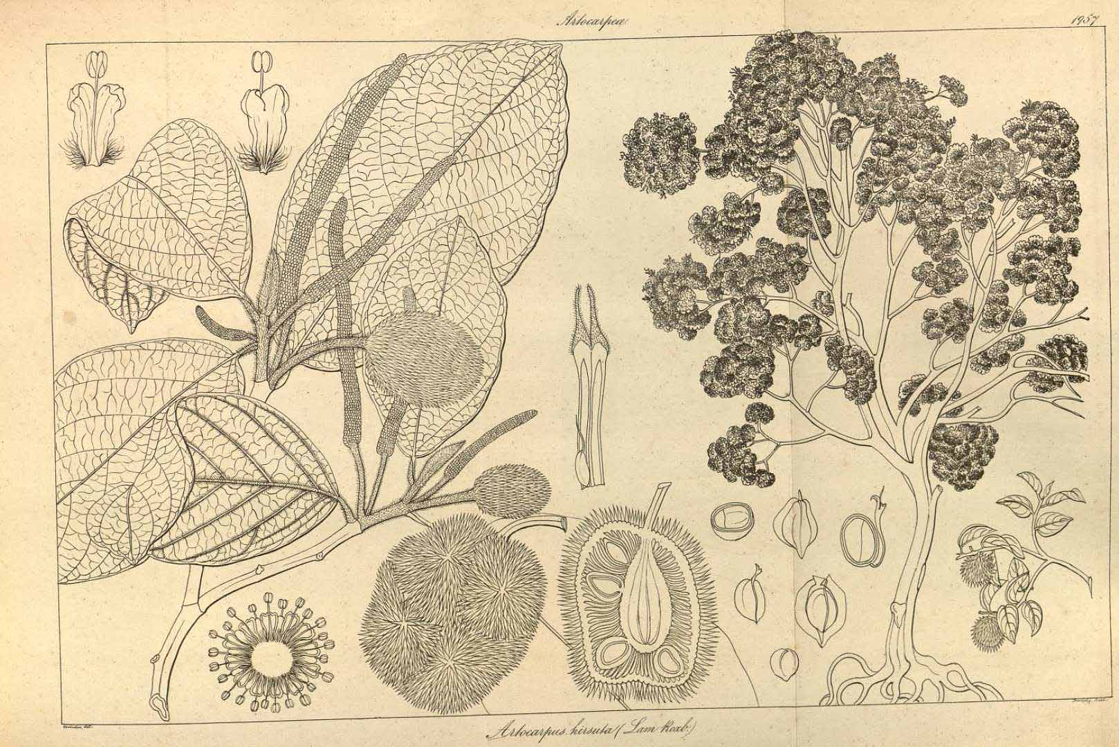 Illustration Artocarpus hirsutus, Par Wig