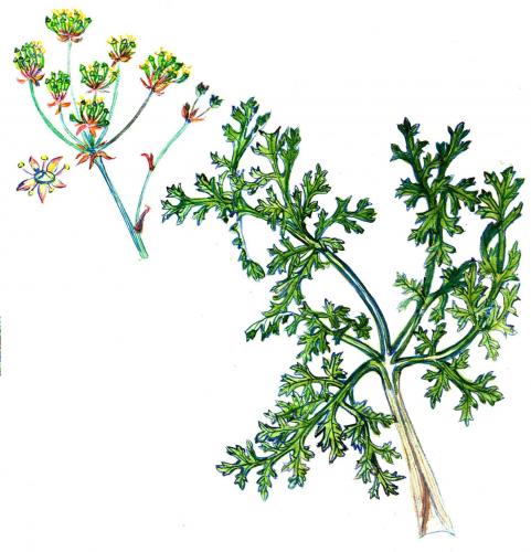 Illustration Annesorhiza macrocarpa, Par Pauline Bohnen (David), via x 