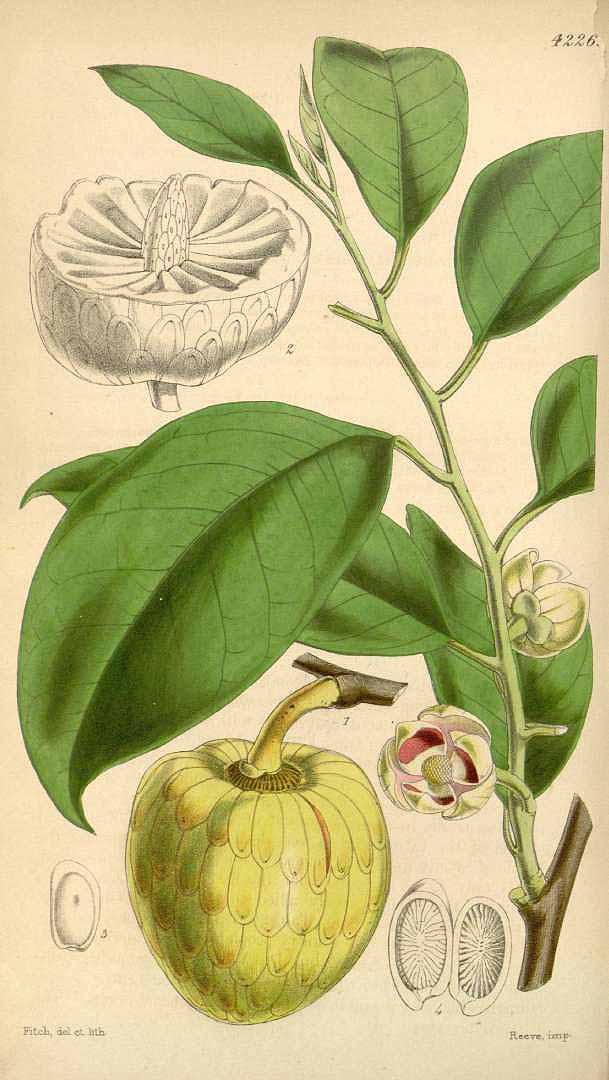 Illustration Annona glabra, Par Curtis, W., Botanical Magazine (1800-1948) Bot. Mag. vol. 72 (1846), via plantillustrations 