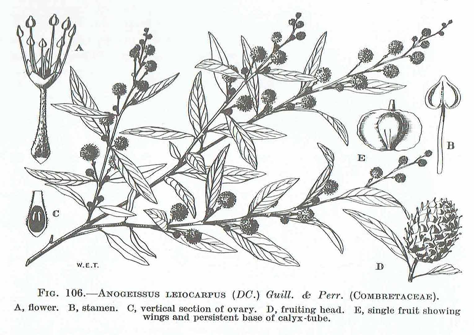 Illustration Anogeissus leiocarpus, Par Hutchinson, J., Dalziel, J.M., Keay, R.W.J., Flora of West Tropical Africa (FWTA), 2nd ed. (1954-1972) Fl. W. Trop. Afr., ed. 2 vol. 1(1): (1954), via plantillustrations 