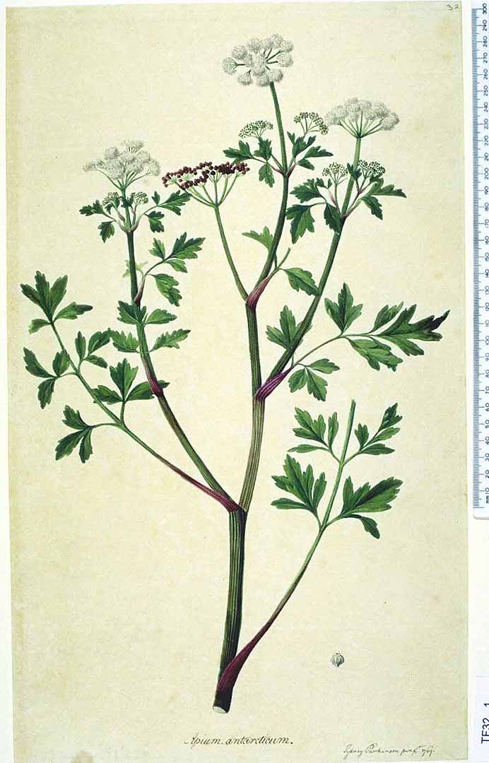 Illustration Apium australe, Par Natural History Museum, London Nat. Hist. Mus., London, via plantillustrations 
