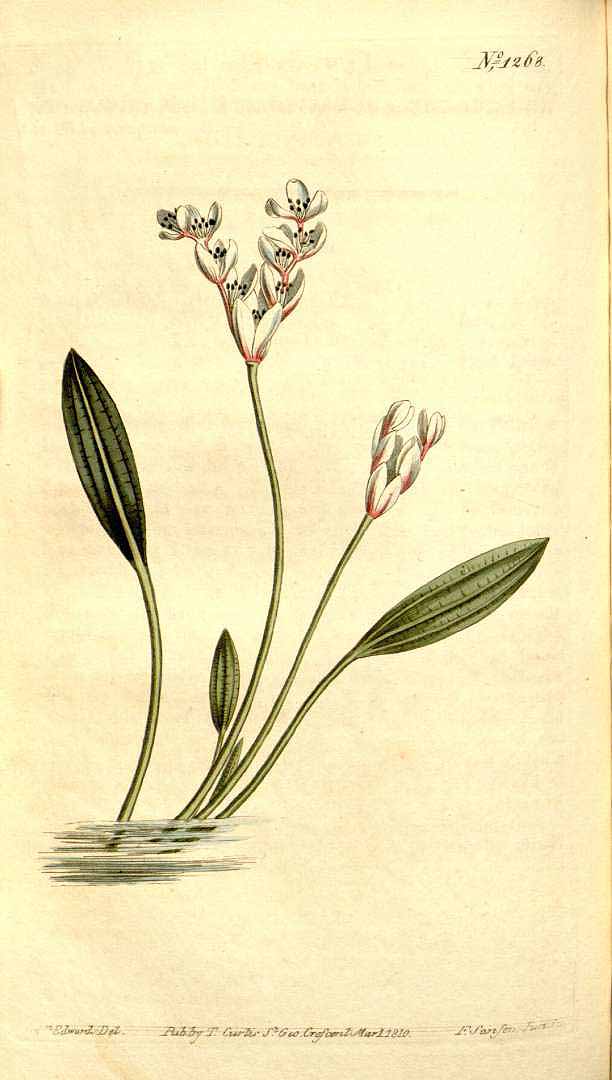 Illustration Aponogeton angustifolius, Par Curtis, W., Botanical Magazine (1800-1948) Bot. Mag. vol. 31 (1810), via plantillustrations 