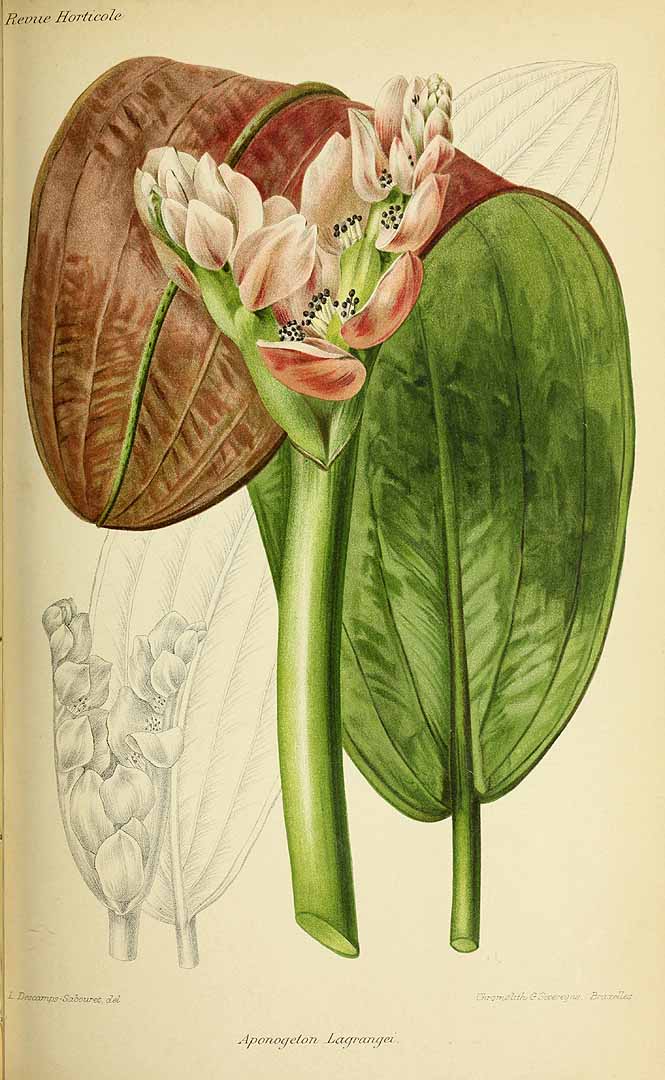 Illustration Aponogeton distachyos, Par Revue horticole, sér. 4 (1852-1974) Rev. Hort. (Paris), ser. 4 vol. 67 (1895), via plantillustrations 