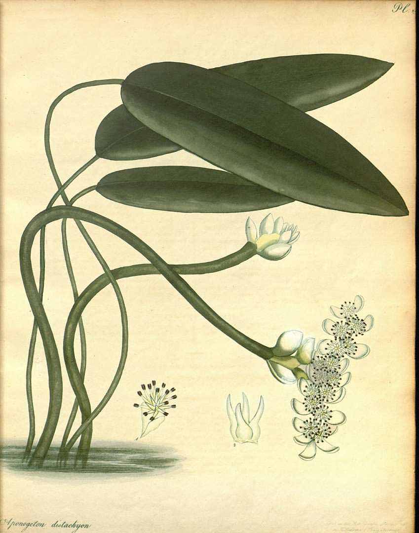 Illustration Aponogeton distachyos, Par Andrews, H.C., botanist?s repository (1797-1814) Bot. Repos. vol. 5 (1803), via plantillustrations 