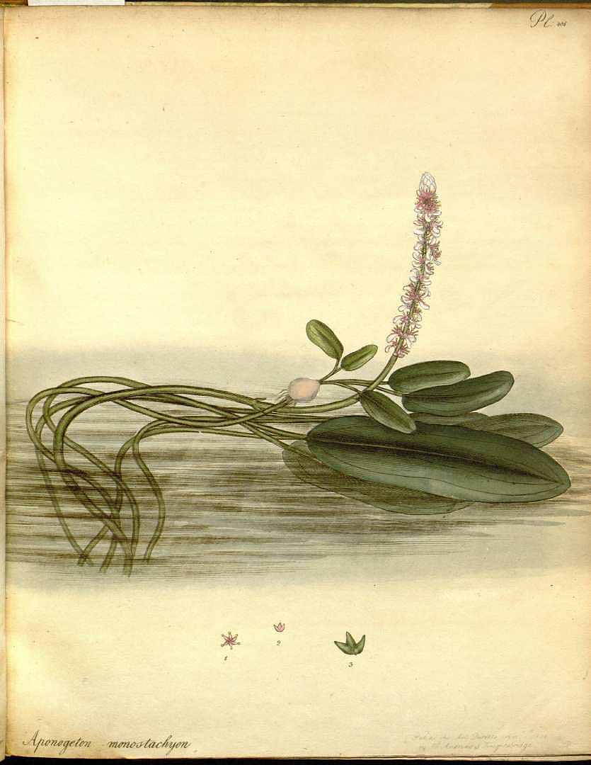 Illustration Aponogeton natans, Par Andrews, H.C., botanist?s repository (1797-1814) Bot. Repos. vol. 6 (1804), via plantillustrations 