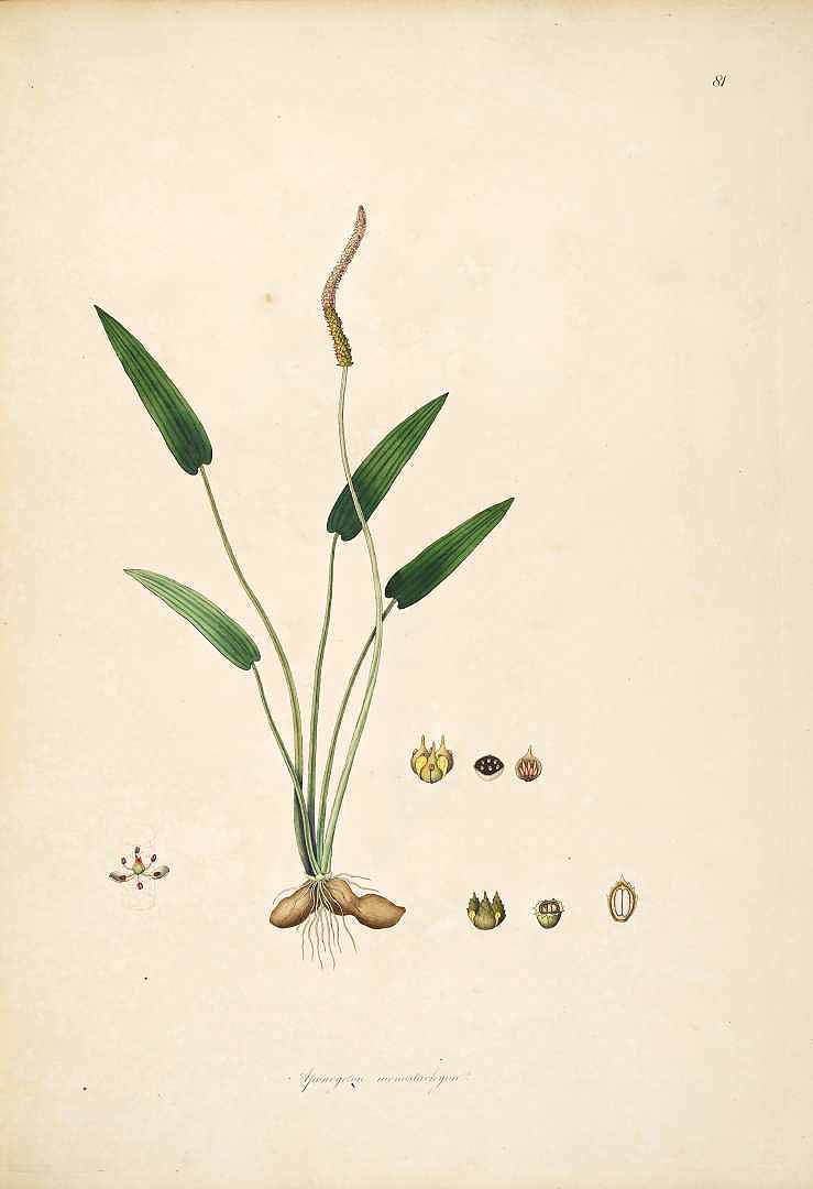 Illustration Aponogeton natans, Par Roxburgh, W., Plants of the coast of Coromandel (1795-1819) Pl. Coromandel vol. 1 (1795), via plantillustrations 