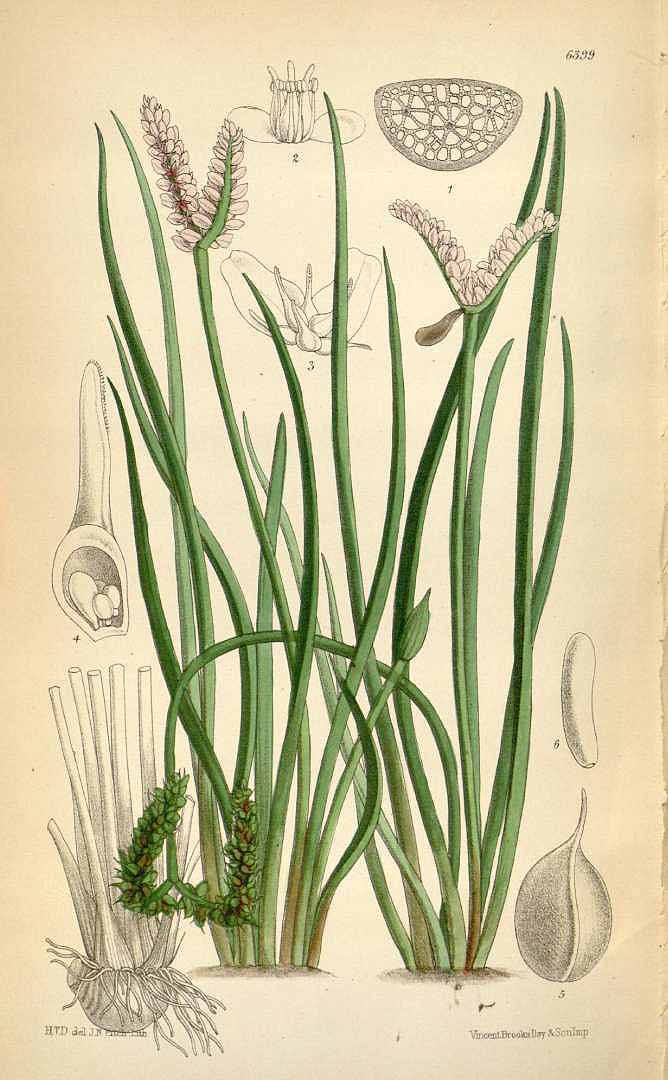 Illustration Aponogeton junceus, Par Curtis, W., Botanical Magazine (1800-1948) Bot. Mag. vol. 104 (1878), via plantillustrations 