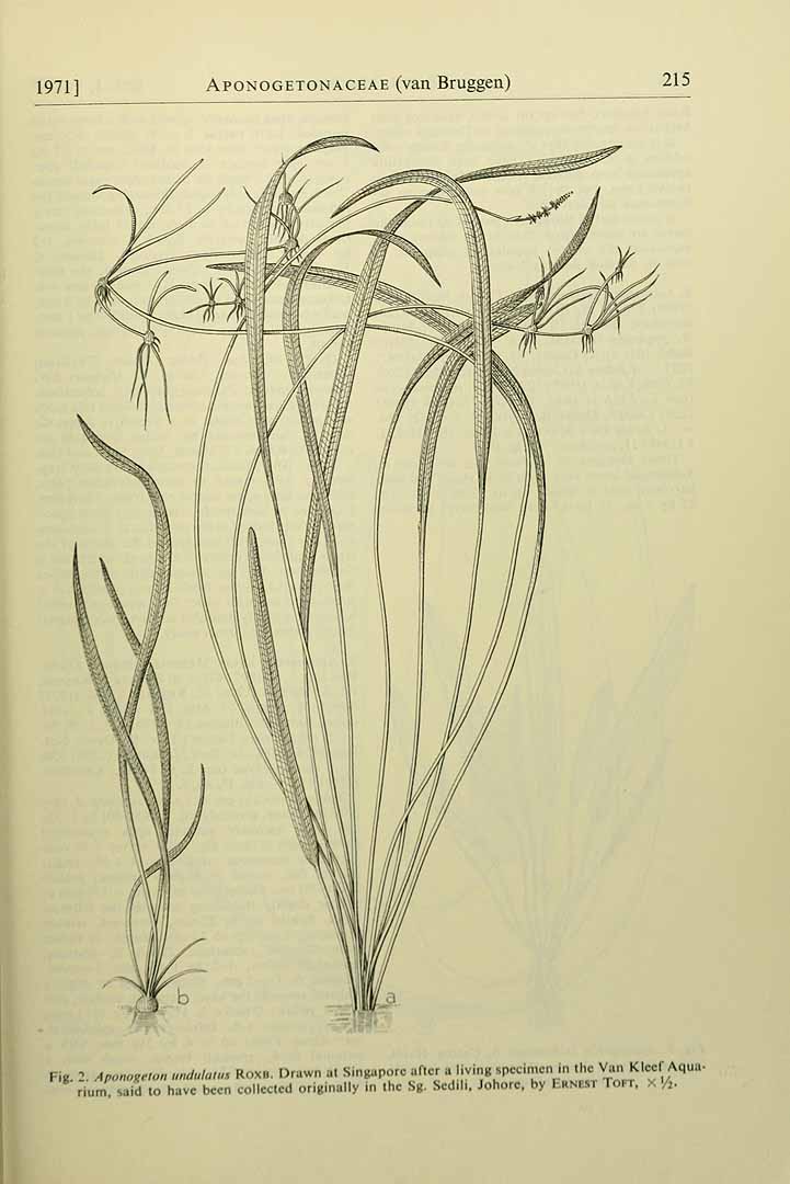 Illustration Aponogeton undulatus, Par Flora Malesiana Fl. Males. vol. 7(1): (1971), via plantillustrations 