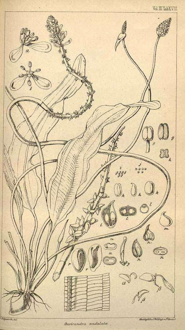 Illustration Aponogeton undulatus, Par Hooker, W.J., London journal of botany [W.J. Hooker] (1842-1848) London J. Bot. vol. 3 (1844), via plantillustrations 
