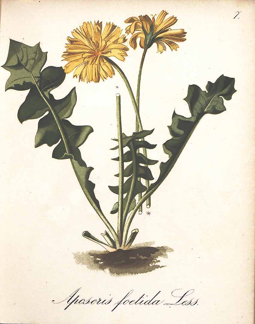 Illustration Aposeris foetida, Par Seboth, J., Graf, F., Alpenpflanzen nach der Natur gemalt (1879) Alpenpfl. vol. 3 (1881), via plantillustrations 