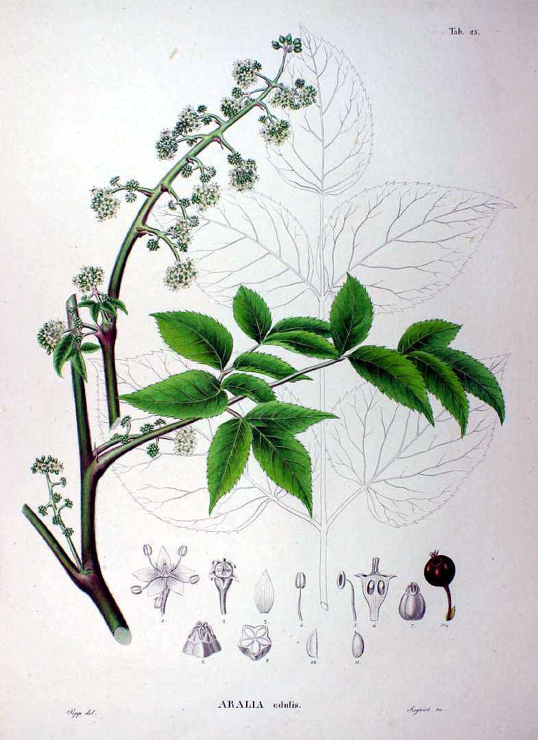 Illustration Aralia cordata, Par Siebold, P.F. von, Zuccarini, J.G., Flora Japonica (1842-1870) Fl. Jap., via plantillustrations 