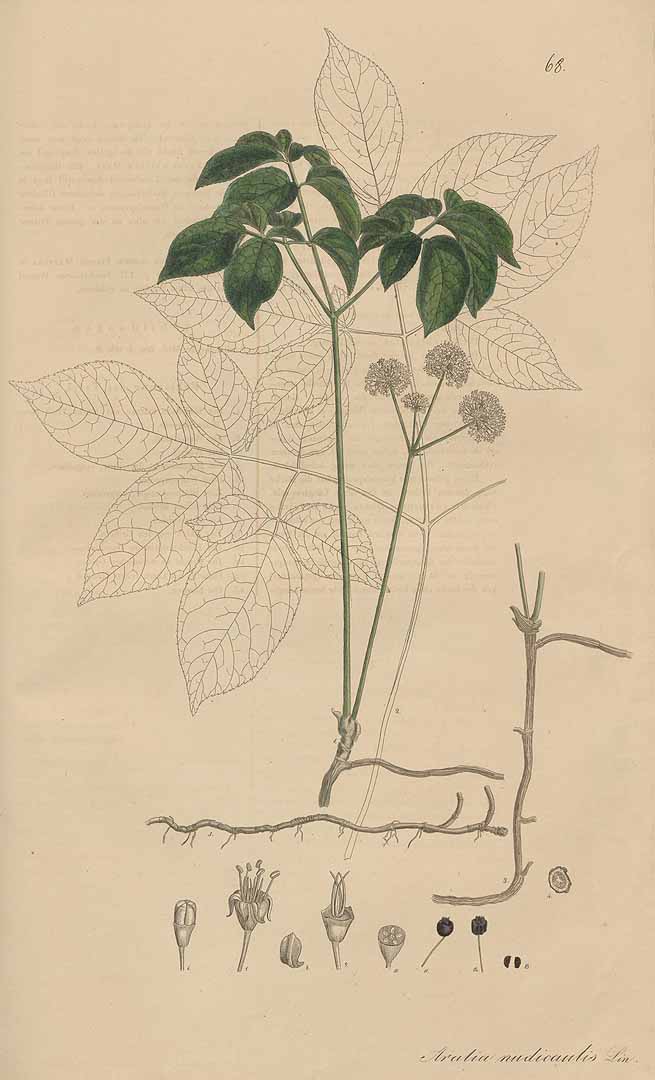 Illustration Aralia nudicaulis, Par Nees von Esenbeck, T.F.L., Wijhe (Weyhe), M.F., Plantae medicinales, Supplement (1828-1833) Pl. Medicin., Suppl., via plantillustrations 