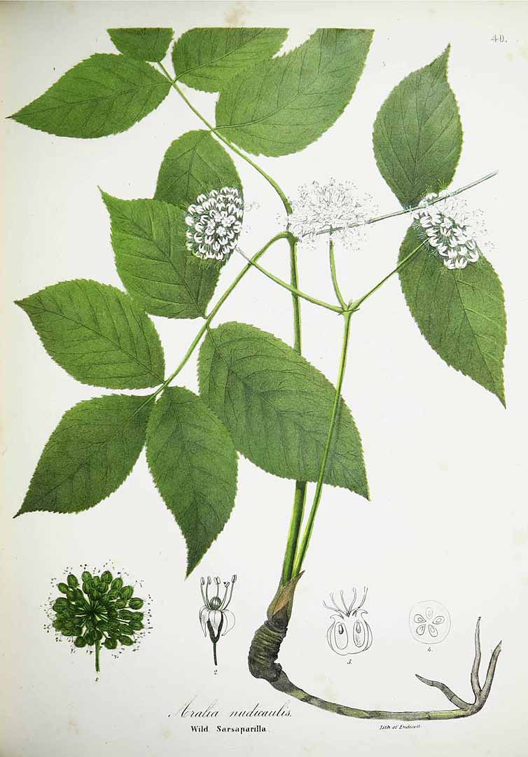 Illustration Aralia nudicaulis, Par Torrey, J., flora of the state of New York (handcoloured) (1843) Fl. New York [coloured version] vol. 1 (1843), via plantillustrations 