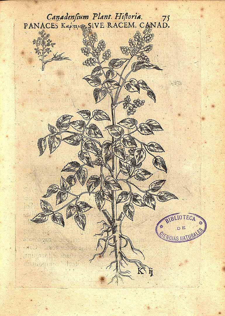 Illustration Aralia racemosa, Par Cornut, J.P., Canadensium plantarum aliarumque nondum editarum historia (1635) Canad. Pl., via plantillustrations 