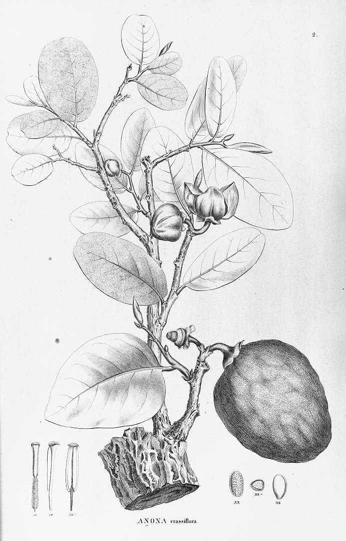 Illustration Annona crassiflora, Par Martius, C.F.P. von, Eichler, A.G., Urban, I., Flora Brasiliensis (1840-1906) Fl. Bras. vol. 13(1): (1841-1872), via plantillustrations 