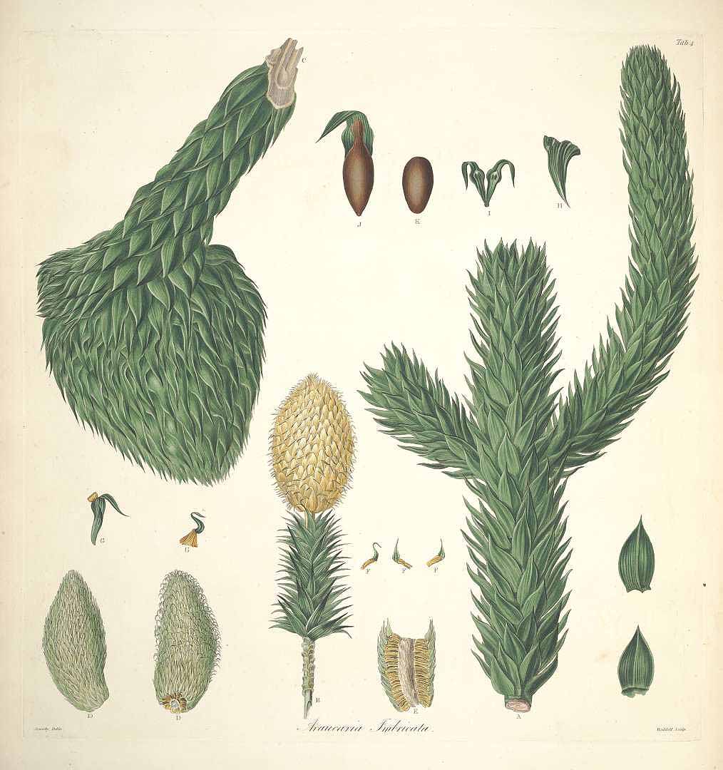Illustration Araucaria araucana, Par Lambert, A.B., Don, D., description of the genus Pinus and some other remarkable plants (1828-1837) Descr. Pinus vol. 2 (1824), via plantillustrations 