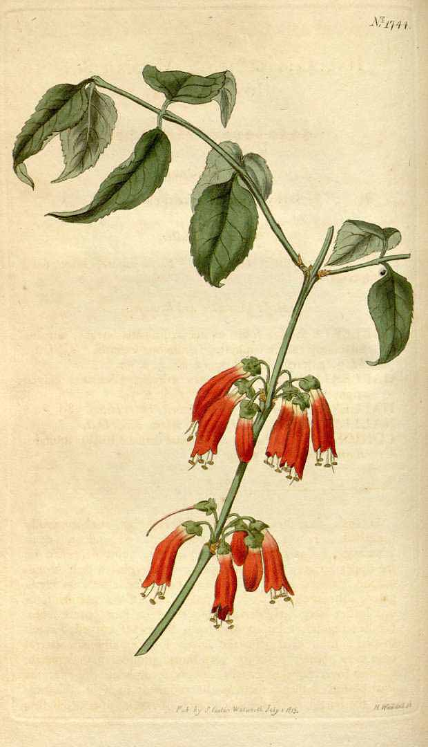 Illustration Halleria lucida, Par Curtis´s Botanical Magazine (vol. 42: t. 1744, 1815) [n.a.], via x 