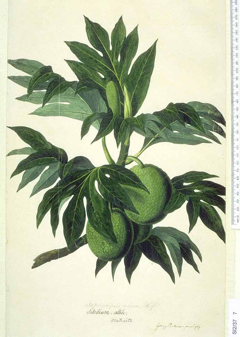 Illustration Artocarpus altilis, Par Natural History Museum, London Nat. Hist. Mus., London, via plantillustrations 