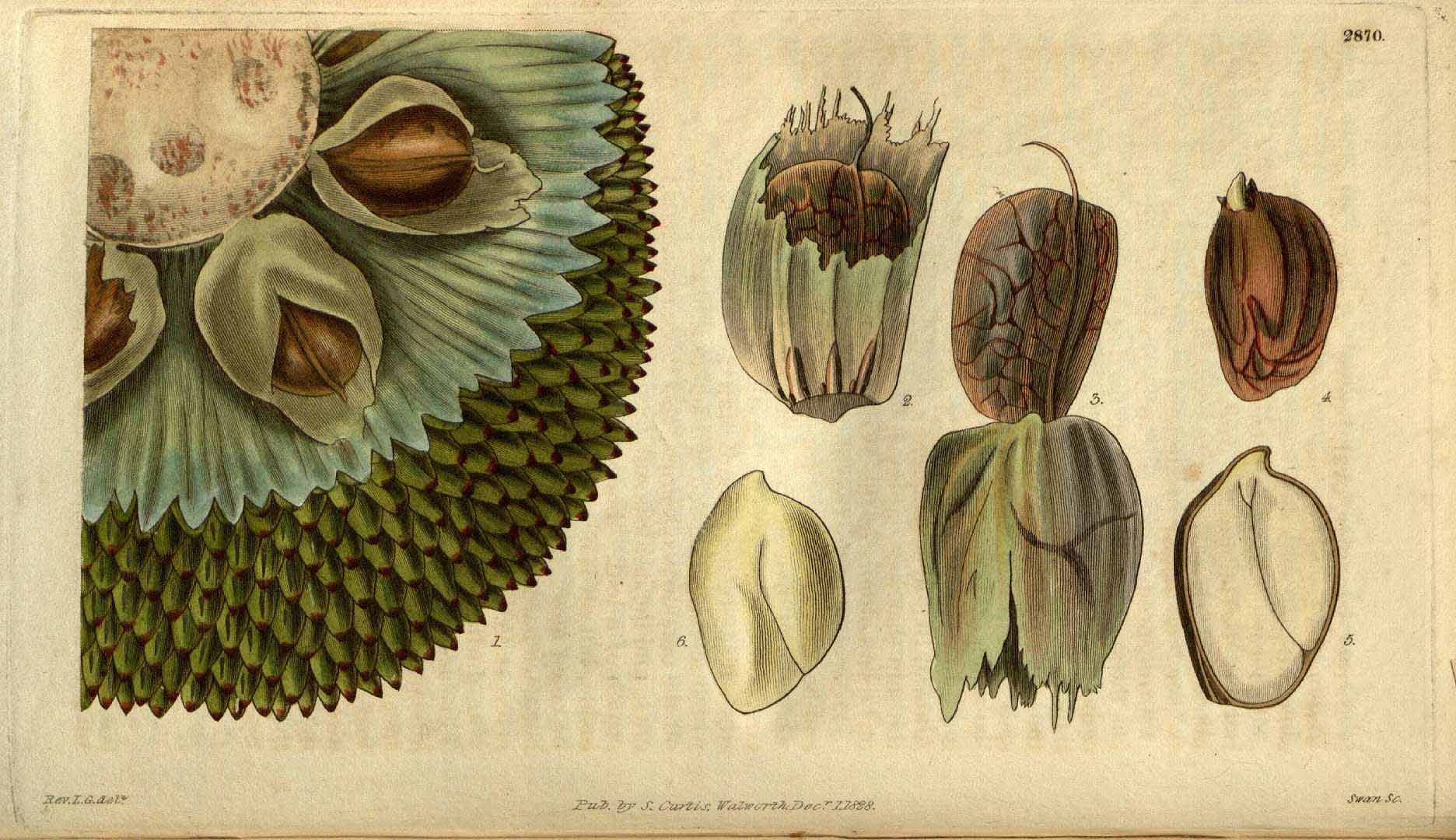 Illustration Artocarpus altilis, Par Curtis, W., Botanical Magazine (1800-1948) Bot. Mag. vol. 55 (1828), via plantillustrations 