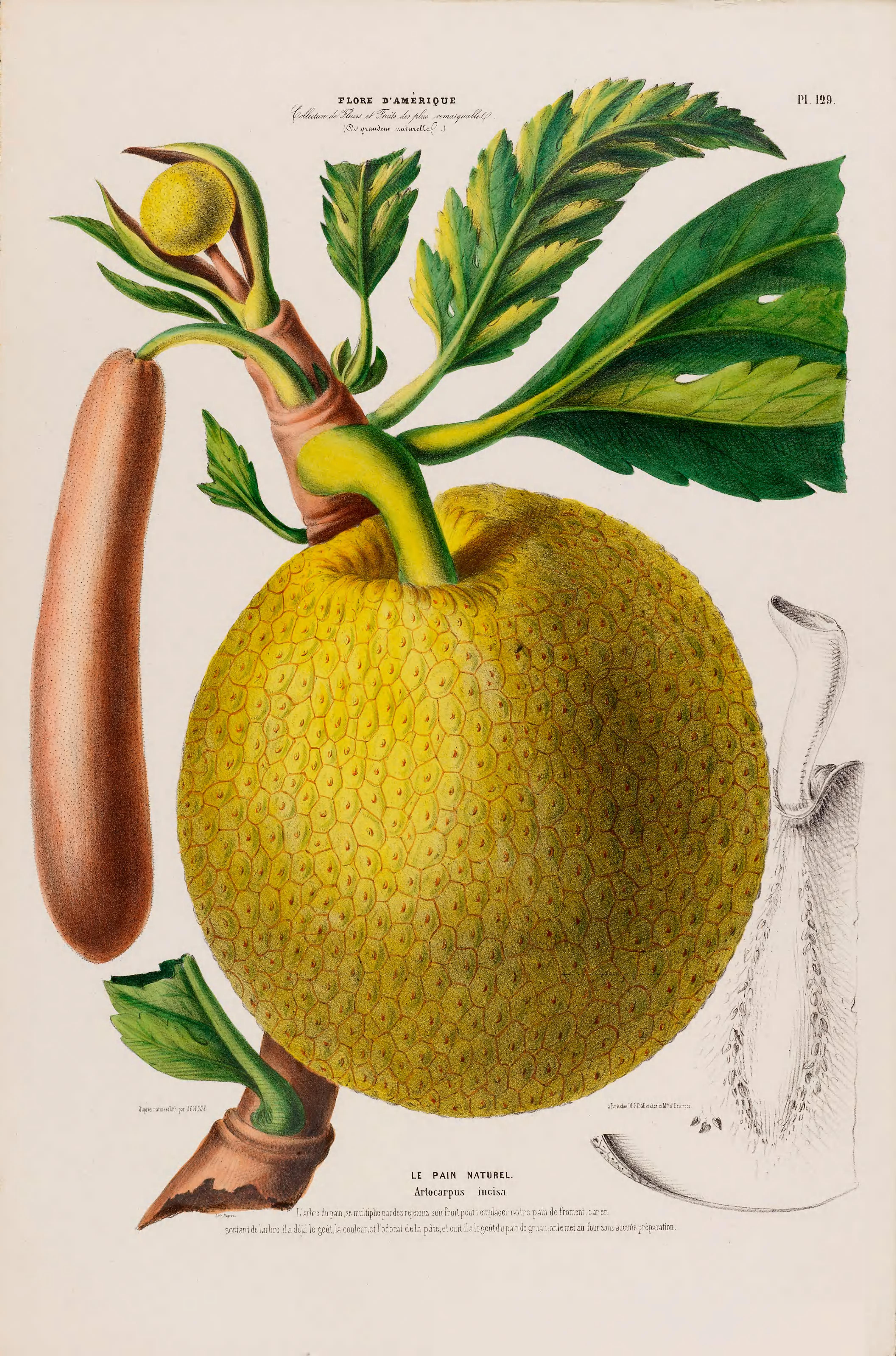 Illustration Artocarpus altilis, Par Denisse, E., Flore d?Amérique (1843-1846) Fl. Amérique, via plantillustrations 