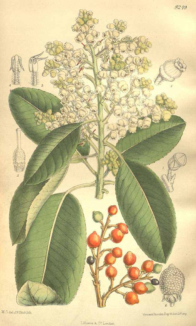 Illustration Arbutus menziesii, Par Curtis, W., Botanical Magazine (1800-1948) Bot. Mag. vol. 135 (1909), via plantillustrations 