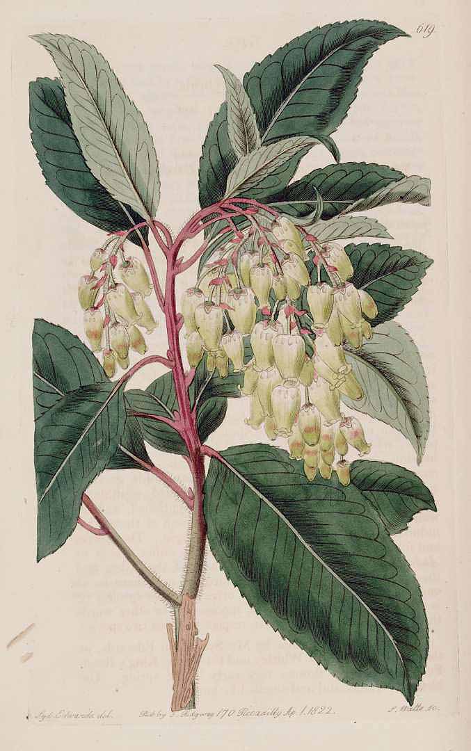 Illustration Arbutus x andrachnoides, Par Edwards, S.T., Botanical Register (1815-1828) Bot. Reg. vol. 8 (1822), via plantillustrations 