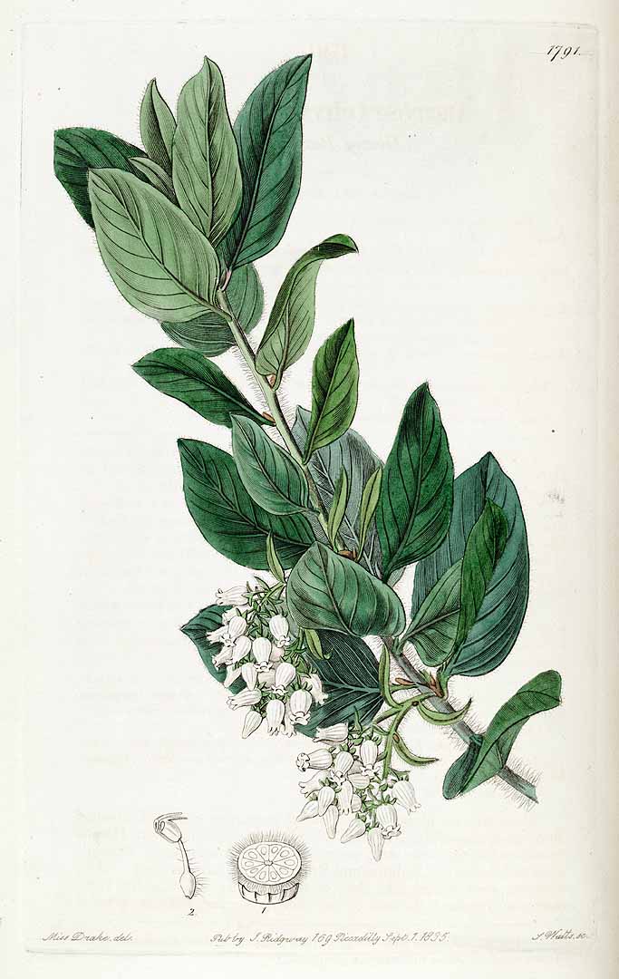 Illustration Arctostaphylos tomentosa, Par Lindley, J., Edwards?s Botanical Register (1829-1847) Edwards?s Bot. Reg. vol. 21 (1835), via plantillustrations 
