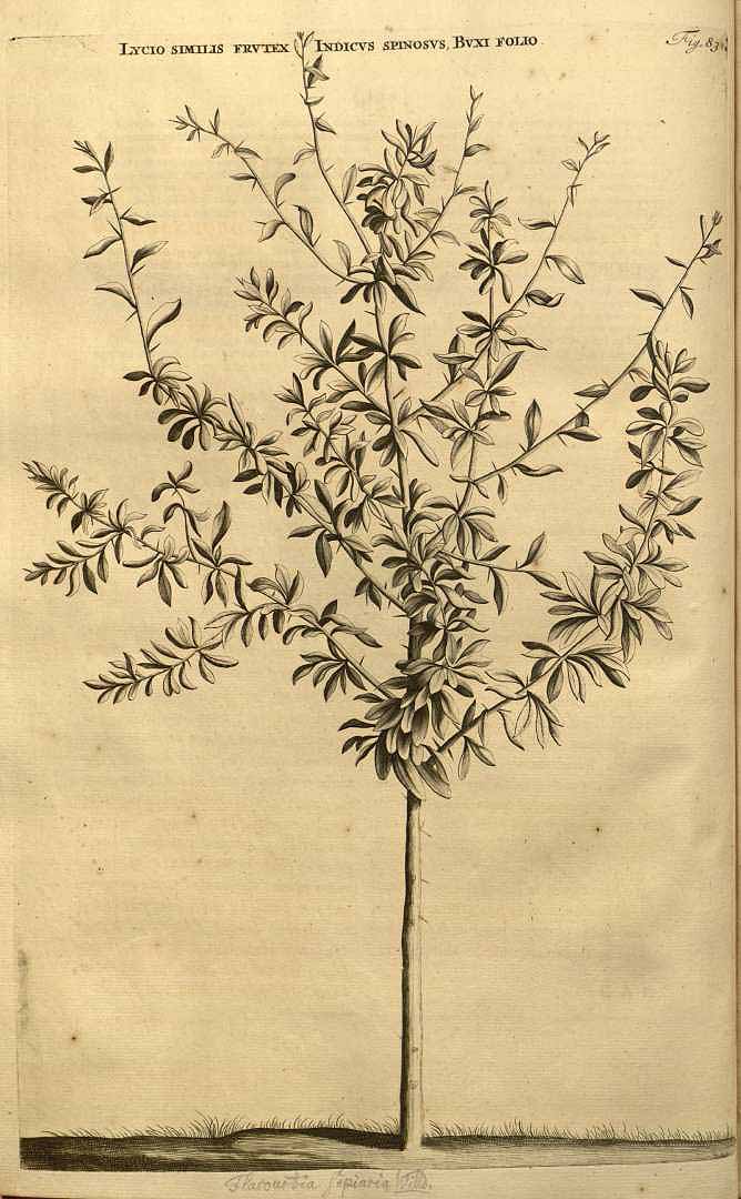 Illustration Argania spinosa, Par Commelijn (Commelin), J., Horti medici Amstelodamensis rariorum tam Orientalis (1697-1701) Horti Med. Amstelod. vol. 1 (1697), via plantillustrations 