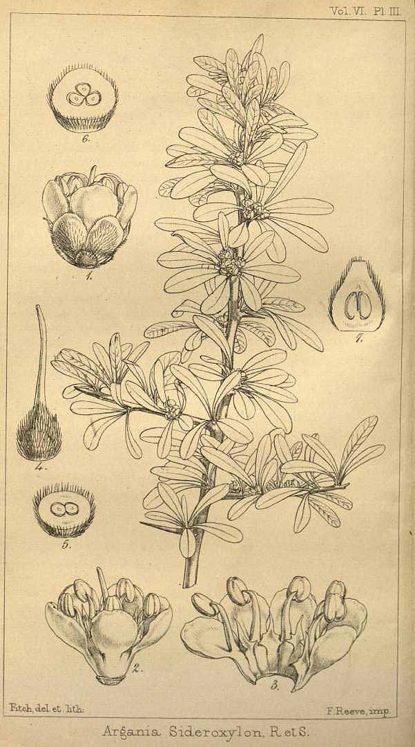 Illustration Argania spinosa, Par Hooker, W.J., Hooker?s journal of botany and Kew Garden miscellany (1849-1857) Hooker's J. Bot. Kew Gard. Misc. vol. 6 (1854), via plantillustrations 