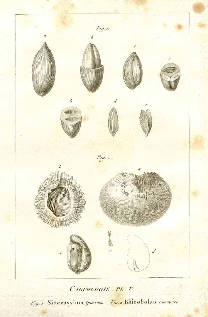 Illustration Argania spinosa, Par Annales du muséum national d?histoire naturelle (1802-1813) Ann. Mus. Natl. Hist. Nat. Paris vol. 8 (1806), via plantillustrations 