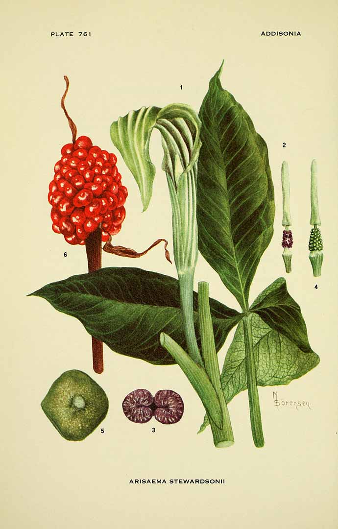 Illustration Arisaema triphyllum, Par Addisonia (1916-1964) Addisonia vol. 23 (1954-1959), via plantillustrations 