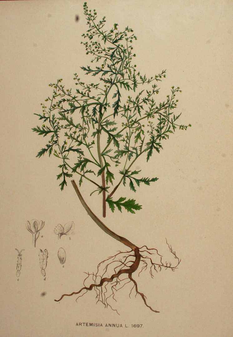 Illustration Artemisia annua, Par Kops, J., Flora Batava (1800-1934) Fl. Bat. vol. 22 (1906), via plantillustrations 