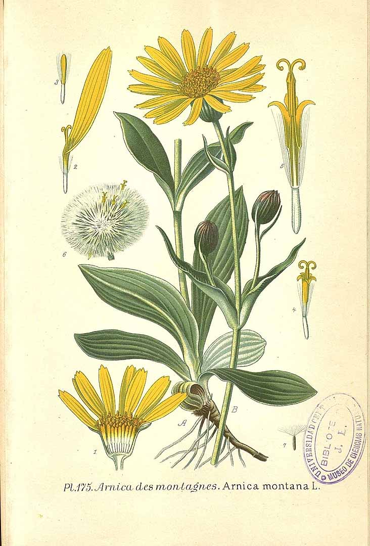 Illustration Arnica montana, Par Masclef, A., Atlas des plantes de France (1890-1893) Atlas Pl. France vol. 2 , via plantillustrations 