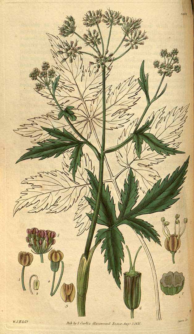 Illustration Arracacia xanthorrhiza, Par Curtis, W., Botanical Magazine (1800-1948) Bot. Mag. vol. 58 (1831), via plantillustrations 