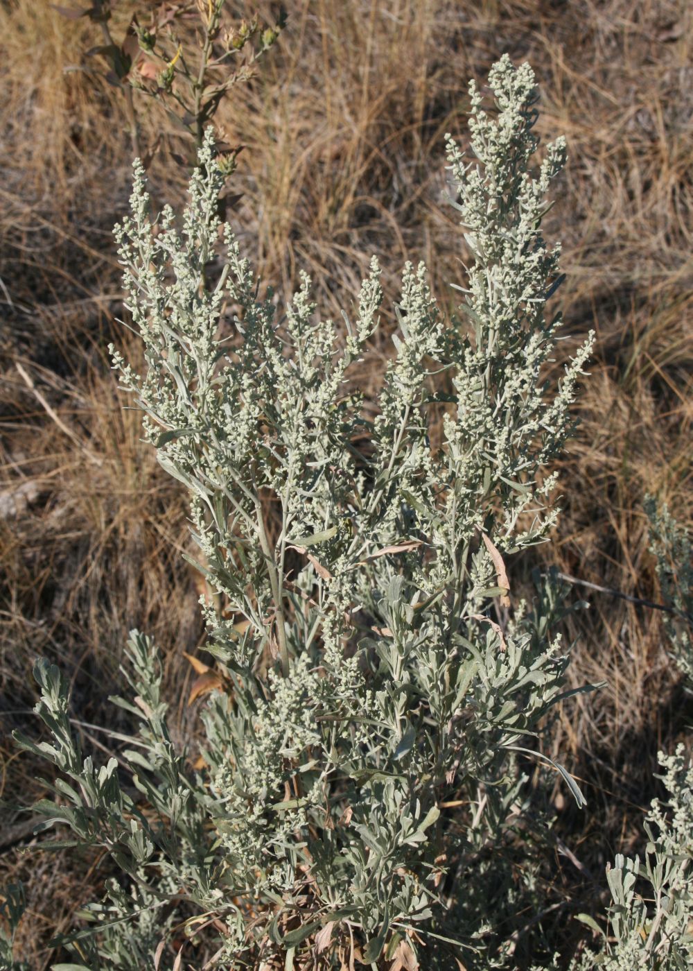 Illustration Artemisia tridentata, Par Franz Xaver, via wikimedia 