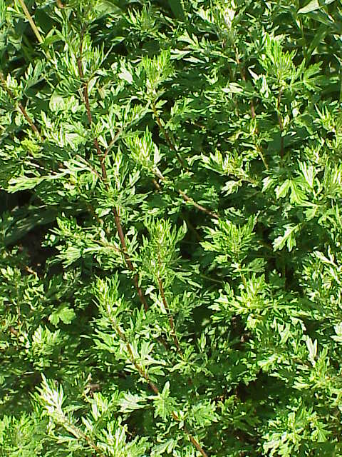 Illustration Artemisia vulgaris, Par TeunSpaans, via wikimedia 